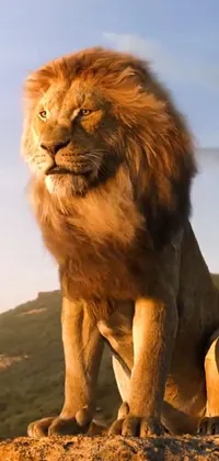 This beautiful live wallpaper features a realistic, close-up depiction of a lion sitting on a rock