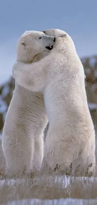 This stunning live wallpaper features a romantic and breathtaking image of two polar bears standing in a snow-covered landscape