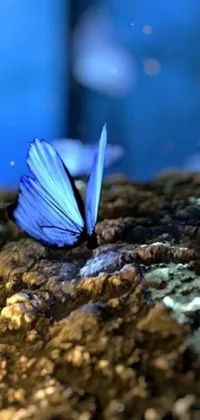 This live wallpaper depicts a beautiful blue butterfly perched on a rock in a peaceful natural setting