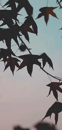 This phone live wallpaper features a striking image of birds flying through a blue sky with a beautiful sunset and falling leaves in the background