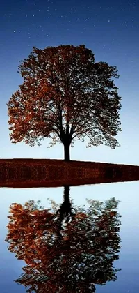 This phone live wallpaper showcases a solitary tree reflecting in calm waters to give a true-to-life image that looks effortless