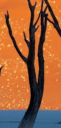This live phone wallpaper showcases a group of tall trees standing amidst a sandy landscape under a fiery orange sky, with the light of the early morning sun painting their rough bark