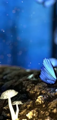This stunning phone live wallpaper boasts a group of blue butterflies resting on a rocky ground