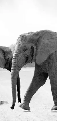 This stunning live wallpaper features an artistic black and white photo of two majestic elephants standing side by side on a dirt road