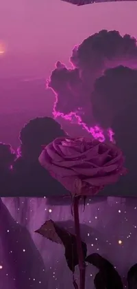 This phone wallpaper showcases a stunning rose arranged on a bed with a night sky background