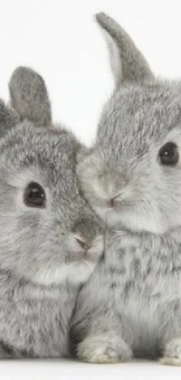 Nature Snout Whiskers Live Wallpaper