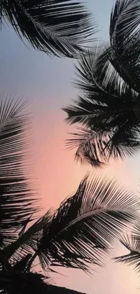 This phone live wallpaper features silhouetted palm trees against a changing pink and blue sky