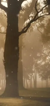 Nature Tree Fog Live Wallpaper