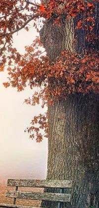 Experience the stunning hyperrealism of the orange and brown leaved oak tree on a foggy day with this Bench Under Tree live wallpaper for your phone