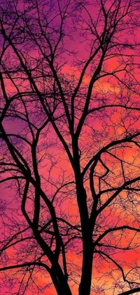 This live wallpaper depicts a stunning tree silhouette set against the backdrop of a sunset sky