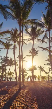 This stunning live phone wallpaper features a group of palm trees standing tall on a sandy beach, against a beautiful tropical cityscape