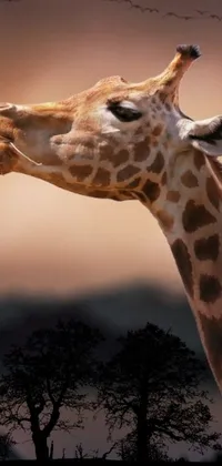 Experience the beauty of nature with this phone live wallpaper - an up-close image of a majestic giraffe against a backdrop of trees
