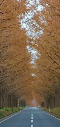 Nature Tree Sky Live Wallpaper
