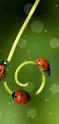This phone live wallpaper features two beautifully detailed ladybugs sitting on a green plant against a stunning background