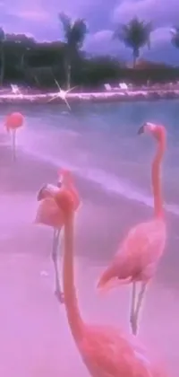 Introducing a stunning live phone wallpaper featuring a flock of flamingos standing on a golden sand beach beside the ocean