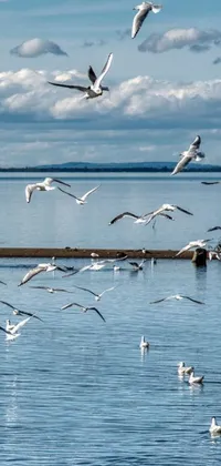 This phone live wallpaper showcases a flock of seagulls in flight over a beautiful body of water