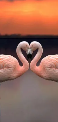 This phone wallpaper features two flamingos forming a heart with their necks