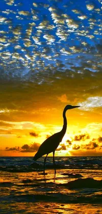 This phone live wallpaper showcases a serene image of a majestic blue and gold crane standing in tranquil waters, set against a beautiful sunset at the beach