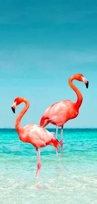 Looking for a dynamic live wallpaper that adds a touch of Miami Vice to your phone screen? Check out this vibrant wallpaper featuring two flamingos standing in the water