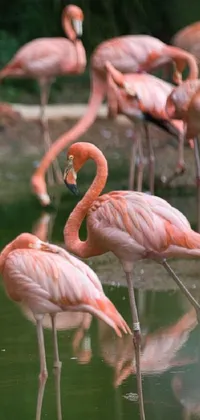 Decorate your phone with the lively flamingos standing in the water and surrounded by the serene Amazon rainforest