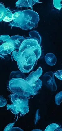 Experience the mesmerizing beauty of an aquarium filled with jellyfish with this live wallpaper