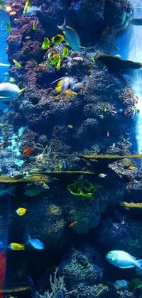 Transform your phone into an underwater wonderland with this mesmerizing live wallpaper