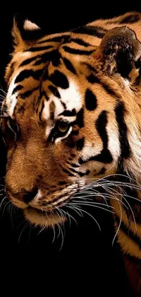 Bring the majestic beauty of the tiger to your phone with this stunning live wallpaper featuring a close-up of a digital rendering of this magnificent creature, set against a black background