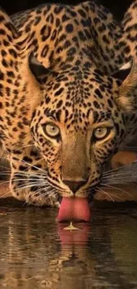This phone live wallpaper showcases a beautiful leopard as it drinks water from a calm body of water