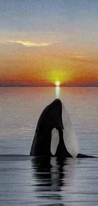 This live phone wallpaper showcases a breathtaking image of two orcas standing gracefully on the surface of the water