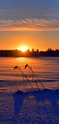 This exquisite phone live wallpaper showcases two birds standing on a snow-covered field during a golden sunset overlooking a serene lake