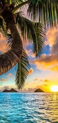 Bring the beauty of a tropical paradise straight to your phone with this stunning live wallpaper