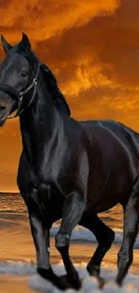 Adorn your phone screen with this captivating live wallpaper of a magnificent black horse galloping along the sandy shoreline as the sun sets in the background