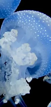 Nature Water Cloud Live Wallpaper