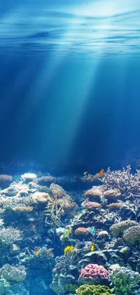 This phone live wallpaper depicts an underwater world filled with various fish species, delicate coral seabed, and gentle sun rays that create a calming effect