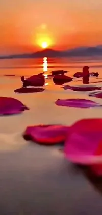 This live wallpaper features a stunning sunset over a body of water with rose petals in the foreground and red water lilies in the distance