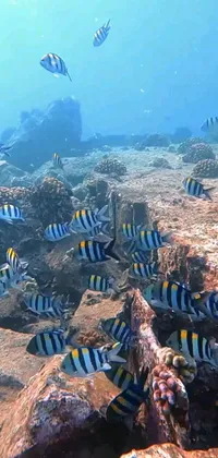 This phone live wallpaper showcases a group of fish swimming underwater in a dazzling camouflage pattern