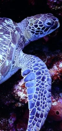 This phone live wallpaper features a close-up view of a Turtle on a Coral Reef in the ocean at night