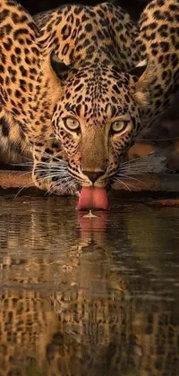 Experience the beauty of nature on your phone with this stunning live wallpaper featuring a leopard drinking water from a crystal-clear body of water