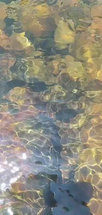 Nature Water Fish Live Wallpaper