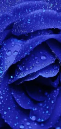 This stunning live mobile wallpaper features a beautiful medium blue rose with water droplets delicately placed on the petals, giving it a refreshing natural appearance