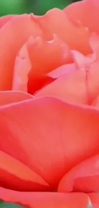 This phone live wallpaper features a stunning close-up of a red rose with green leaves