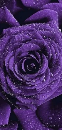 This live phone wallpaper depicts a stunning close-up of a purple rose with delicate water droplets, set against a dark purple scheme for a romantic ambiance