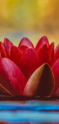 This stunning live wallpaper features a sparkling body of water with a beautiful red flower floating on top of a delicate lotus flower