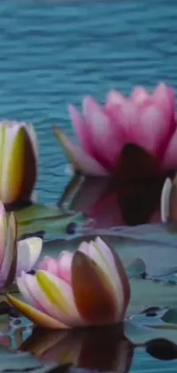 Get mesmerized by the beautiful water lillies floating gently on a serene body of water with this phone live wallpaper
