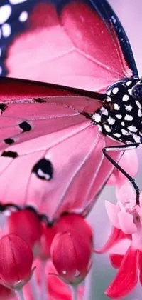 This phone live wallpaper features a gorgeous close-up of a butterfly resting on a vibrant pink flower