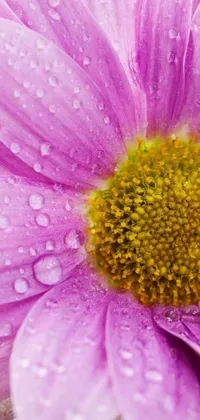 This stunning live wallpaper showcases a gorgeous purple flower with sparkling water droplets