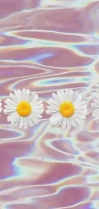 Adorn your phone with the mesmerizing live wallpaper showcasing a group of daisies casually drifting atop a calm water body