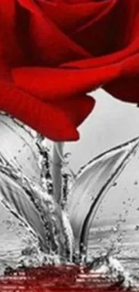 This phone live wallpaper depicts a stunning red rose being splashed with water droplets