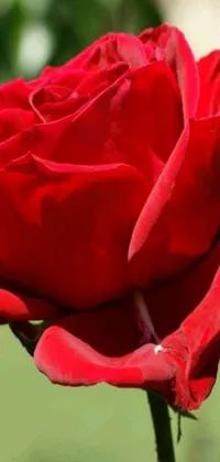 This phone live wallpaper features a stunning close-up view of a beautiful red rose with vibrant petals and a green stem