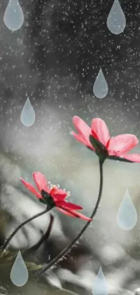 Experience the beauty of nature on your phone screen with this live wallpaper featuring two delicate pink flowers with raindrops glistening on their petals